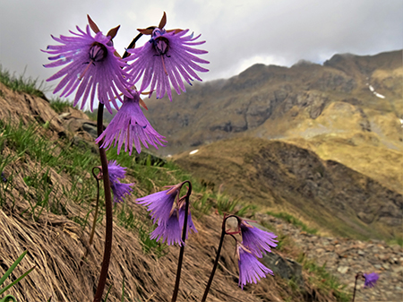 Spettacolo di fiori e marmotte sui sentieri per i Laghetti di Ponteranica – 18magg22  - FOTOGALLERY